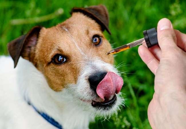 CBD Oil for Dogs: How It Works, Dosing and Safety