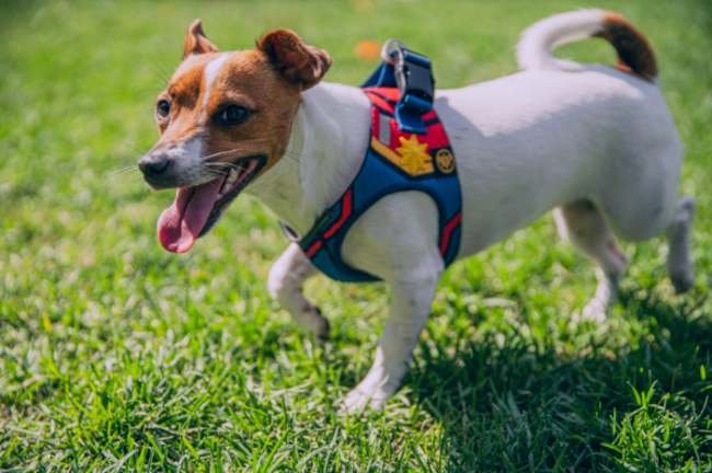 Nylon Dog Harness: It’s Time to Choose the Best Harness for Your Dog 